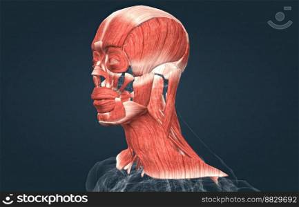 Human anatomy of a male face, neck and shoulder muscle anatomy, medical image of human anatomy 3D illustration. Anatomy of male head muscular system