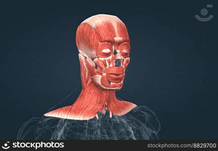 Human anatomy of a male face, neck and shoulder muscle anatomy, medical image of human anatomy 3D illustration. Anatomy of male head muscular system