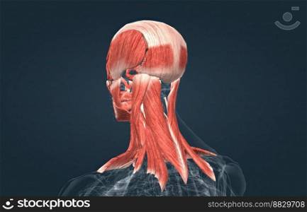 Human anatomy of a male face, neck and shoulder muscle anatomy, medical image of human anatomy 3D illustration. Anatomy of male head muscular system