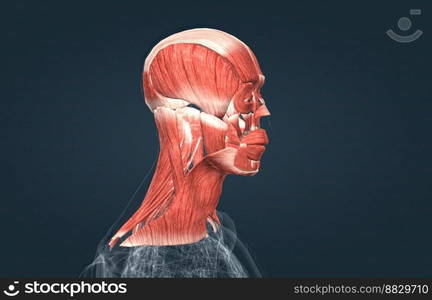 Human anatomy of a male face, neck and shoulder muscle anatomy, medical image of human anatomy 3D illustration. Anatomy of male head muscular system