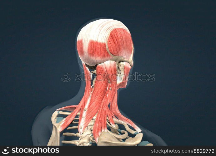 Human anatomy of a male face, neck and shoulder muscle anatomy, medical image of human anatomy 3D illustration. Anatomy of human head muscular system