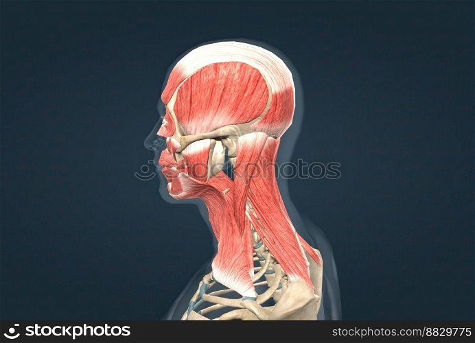 Human anatomy of a male face, neck and shoulder muscle anatomy, medical image of human anatomy 3D illustration. Anatomy of human head muscular system