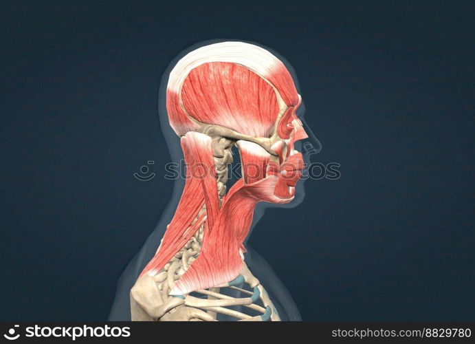 Human anatomy of a male face, neck and shoulder muscle anatomy, medical image of human anatomy 3D illustration. Anatomy of human head muscular system