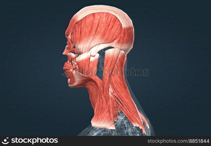 Human anatomy of a male face, neck and shoulder muscle anatomy, medical image of human anatomy 3D illustration. Anatomy of male head muscular system