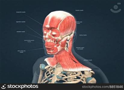 Human anatomy of a male face, neck and shoulder muscle anatomy, medical image of human anatomy 3D illustration. Anatomy of human head muscular system