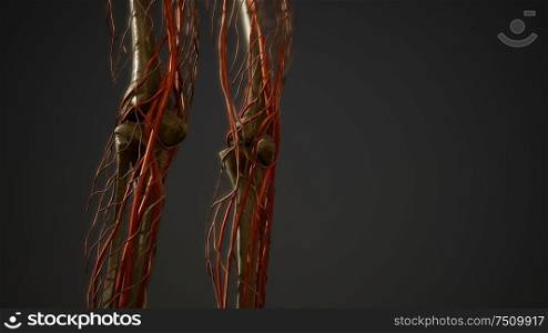 Human body blood vessel anatomy