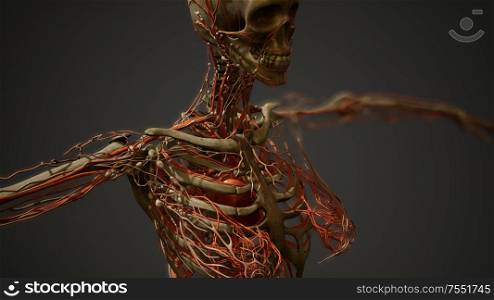 Human body blood vessel anatomy