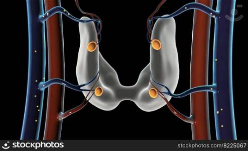 Human Body Glands Thyroid Gland Anatomy Concept. 3d medical illustration. Human Body Glands Thyroid Gland Anatomy Concept. 3D