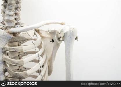 Human Bone marrow structure, white background
