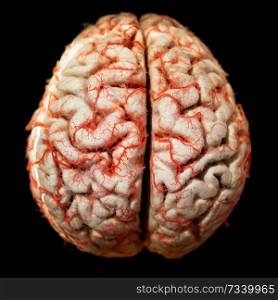 Human brain closeup
