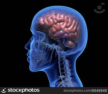 Human brain. Human brain over black background. 3D illustration