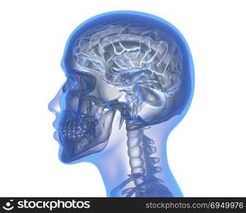 Human brain. Human brain over white background. 3D illustration