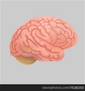 Human brain on a gray background. Monochrome brain engraving side view.. Human brain on a gray background.