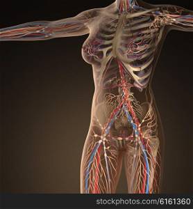 Human circulation cardiovascular system with bones in transparent body