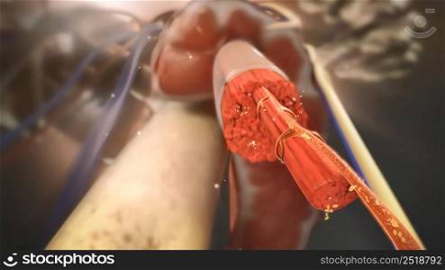 Human Circulatory System Anatomy Concept. 3d illustration. Human Circulatory System Anatomy Concept. 3D