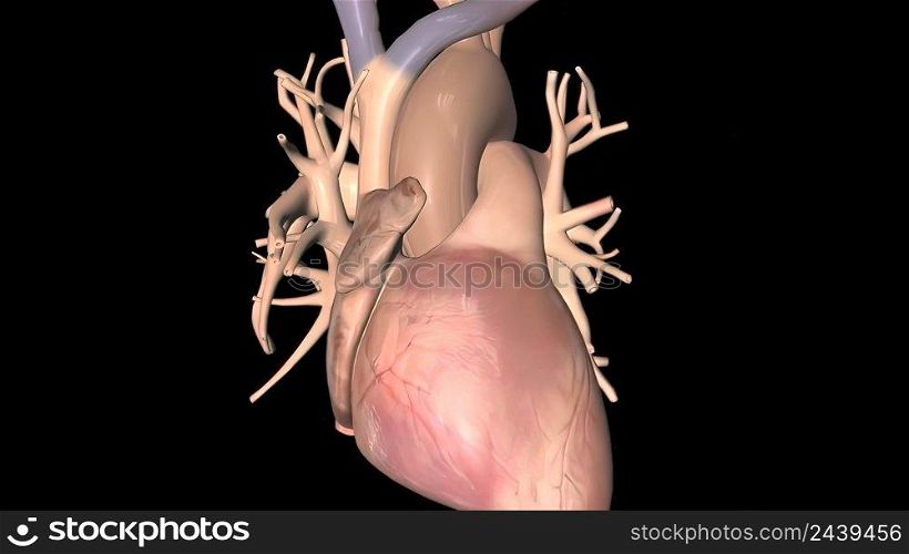 Human Circulatory System Heart Beat Anatomy 3d medical. Human Circulatory System Heart Beat Anatomy