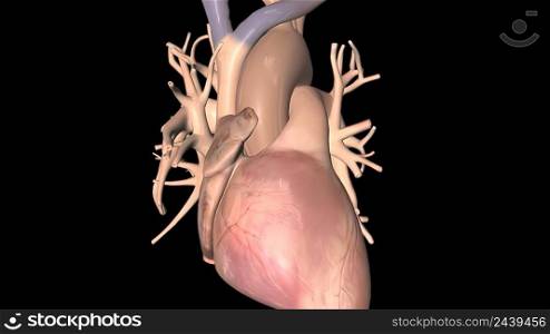 Human Circulatory System Heart Beat Anatomy 3d medical. Human Circulatory System Heart Beat Anatomy