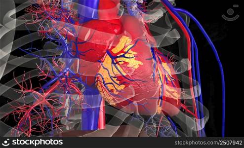 Human Circulatory System Heart Beat Anatomy Concept. 3D illustration. Human Circulatory System Heart Beat Anatomy Concept.