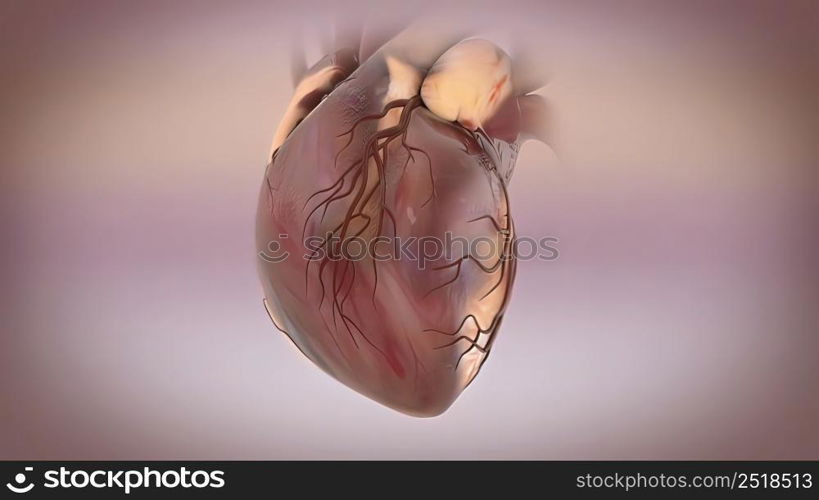 Human Circulatory System Heart Beat Anatomy Concept. 3D illustration. Human Circulatory System Heart Beat Anatomy Concept. 3D