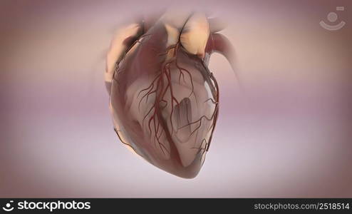 Human Circulatory System Heart Beat Anatomy Concept. 3D illustration. Human Circulatory System Heart Beat Anatomy Concept. 3D