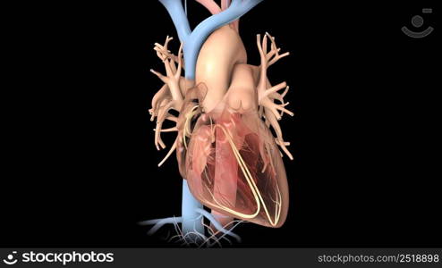 Human Circulatory System. Medically accurate of Heart with Vains and arteries. 3D illustration. Human Circulatory System. Medically accurate of Heart with Vains and arteries.