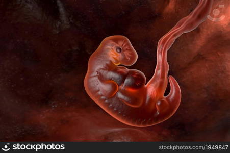 Human embryo at the end of 5 weeks. 3D illustration. Human embryo at the end of 5 weeks