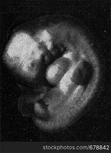 Human embryo, vintage engraved illustration. From the Universe and Humanity, 1910.