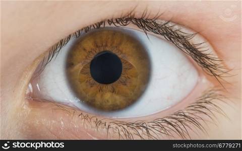 Human eye brown color. Close up studio shot