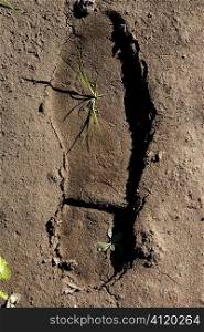 human footprint in a clay floor, plant growing inside