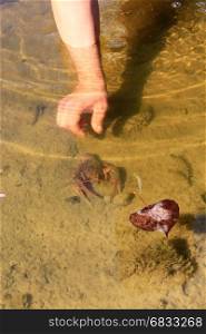 human hand catches the cancer in the river water. human hand catches the cancer in the transparent river water