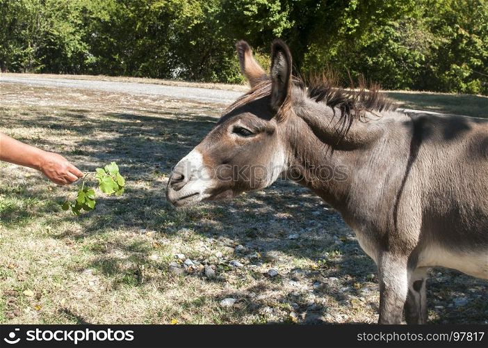 Human hand feeding donkey with twig of green fresh leaves