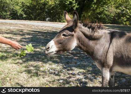 Human hand feeding donkey with twig of green fresh leaves