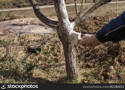 Human hand holding a brush and whitewashing a young tree in early spring. gardening concept. Human hand holding brush and whitewashing a young tree in early spring. gardening concept