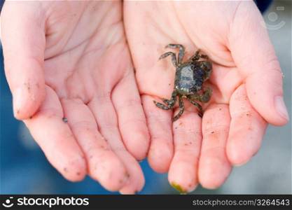 Human hand holding crab, close-up
