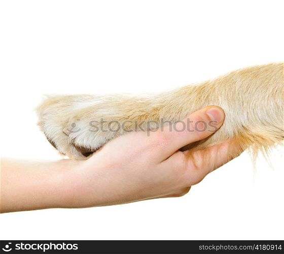 Human hand holding dog paw isolated on white background