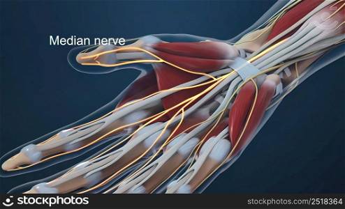 Human hand nerves and tendon 3d illustration. Human hand nerves and tendon
