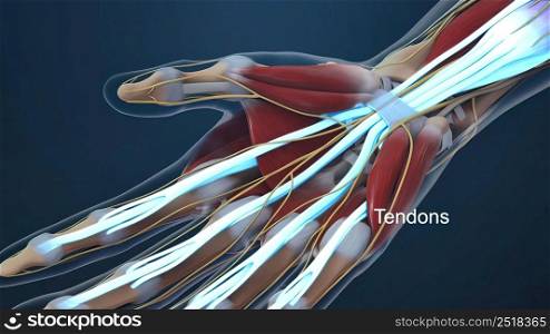 Human hand nerves and tendon 3d illustration. Human hand nerves and tendon
