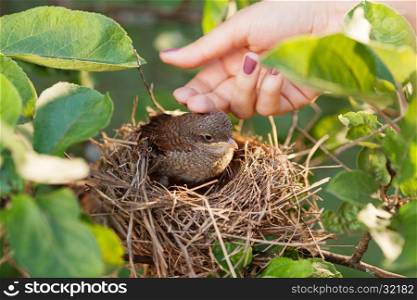 Human hand touching a baby bird sitting in the nest, green leaves around the nest, close up