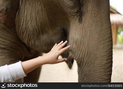 Human hand touching Asian elephant.