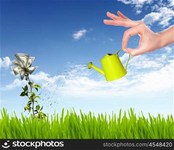 Human hand with a pot watering growing money tree