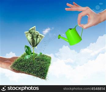 Human hand with a pot watering growing money tree