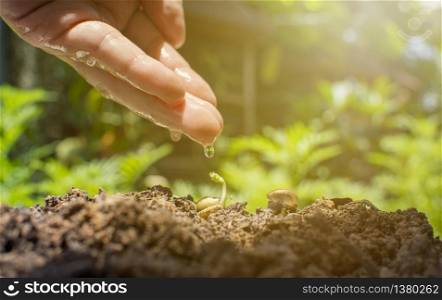 Human hand with water drop reflection is drops into the seedlings and snail on the ground with tropical garden background,5 June,World environment day concept.