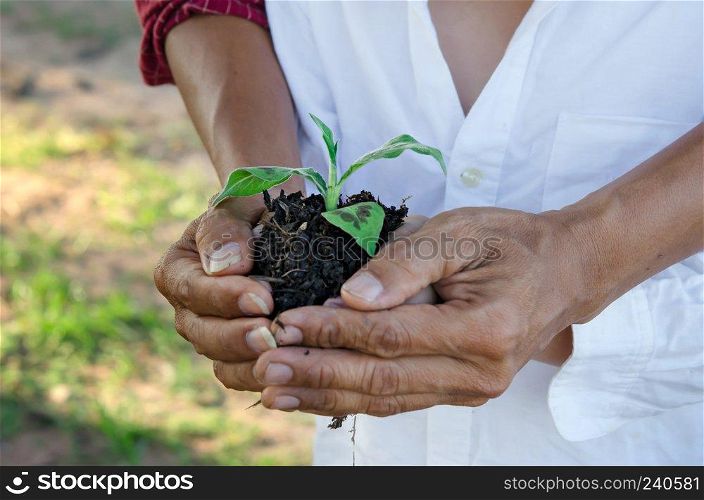 Human hands helping holding protection young plant , concept save the world. hands  holding young plant