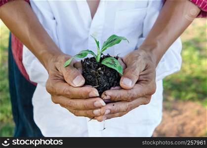 Human hands helping holding protection young plant , concept save the world. hands holding young plant