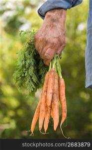 Human hands holding carrots, close-up