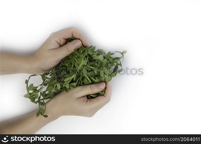 Human hands holding fresh grass,moss other plants nature and environment concept isolated on white background copy space space for text. Human hands holding fresh grass,moss other plants nature and environment concept isolated on white background copy space