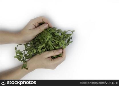 Human hands holding fresh grass,moss other plants nature and environment concept isolated on white background copy space space for text. Human hands holding fresh grass,moss other plants nature and environment concept isolated on white background copy space