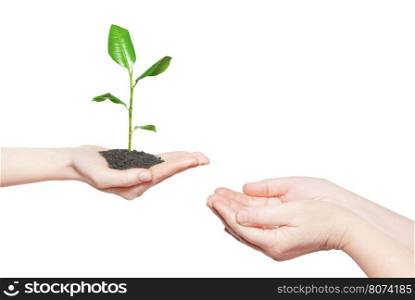 Human hands holding green small plant new life concept