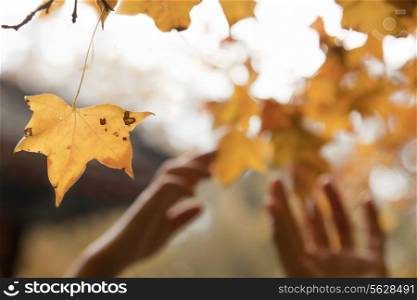Human hands reaching for a leaf in the autumn