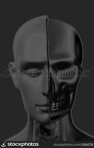 Human head anatomy model